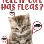 How to Tell If Cat Has Fleas