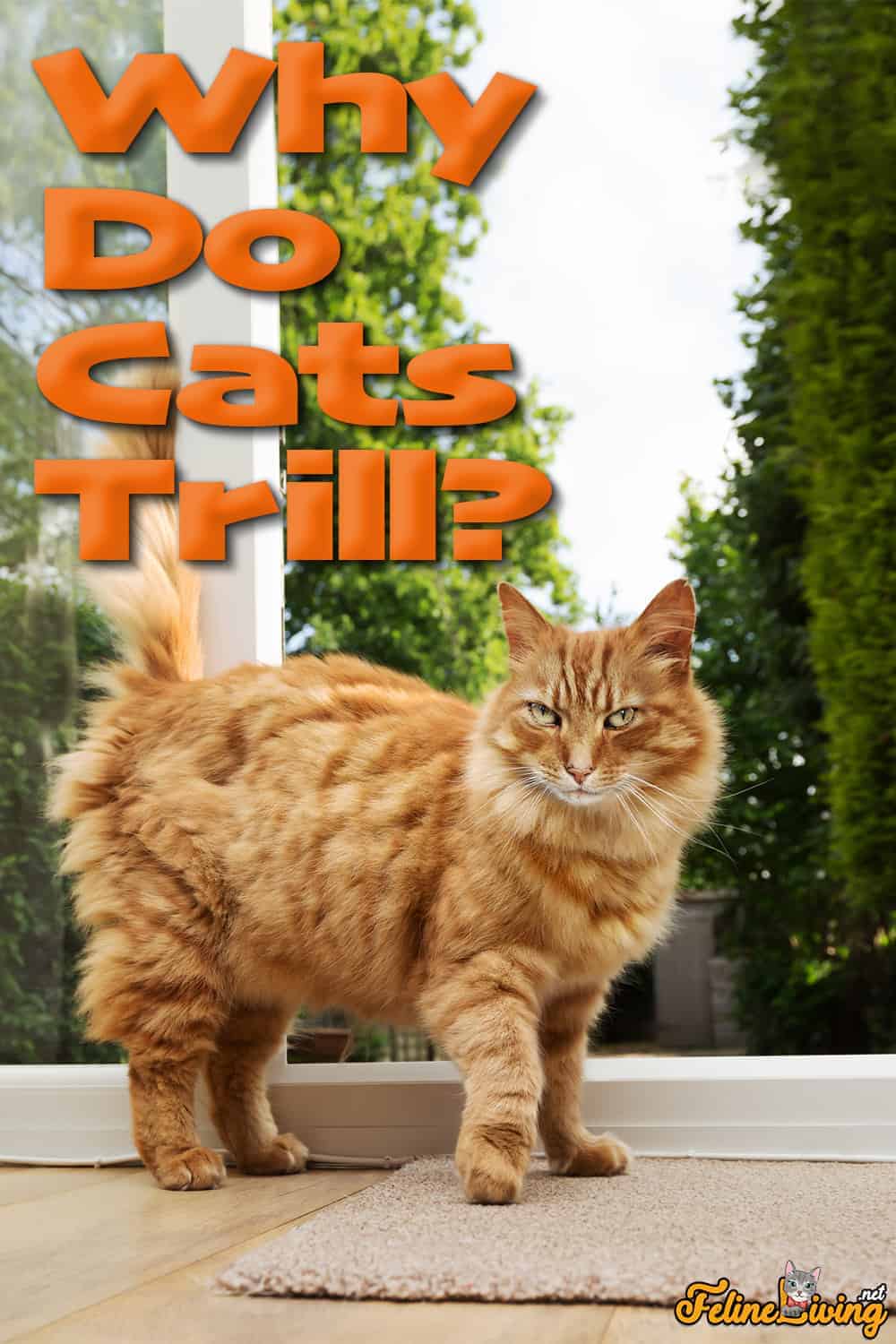 Why Do Cats Trill