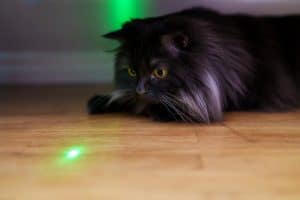 Are Laser Pointers Bad For Cats