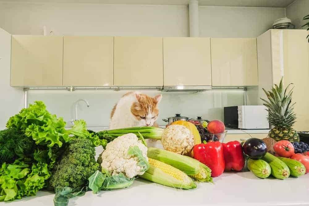 Vegan Cat Food