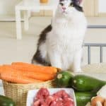 Raw Diet for Cats