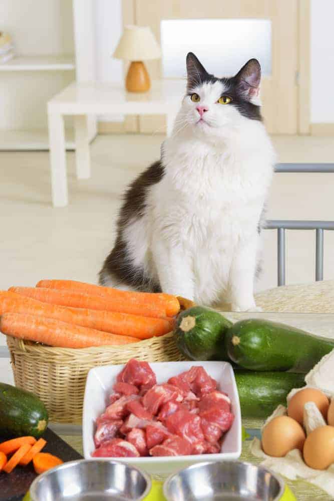 Raw Diet for Cats