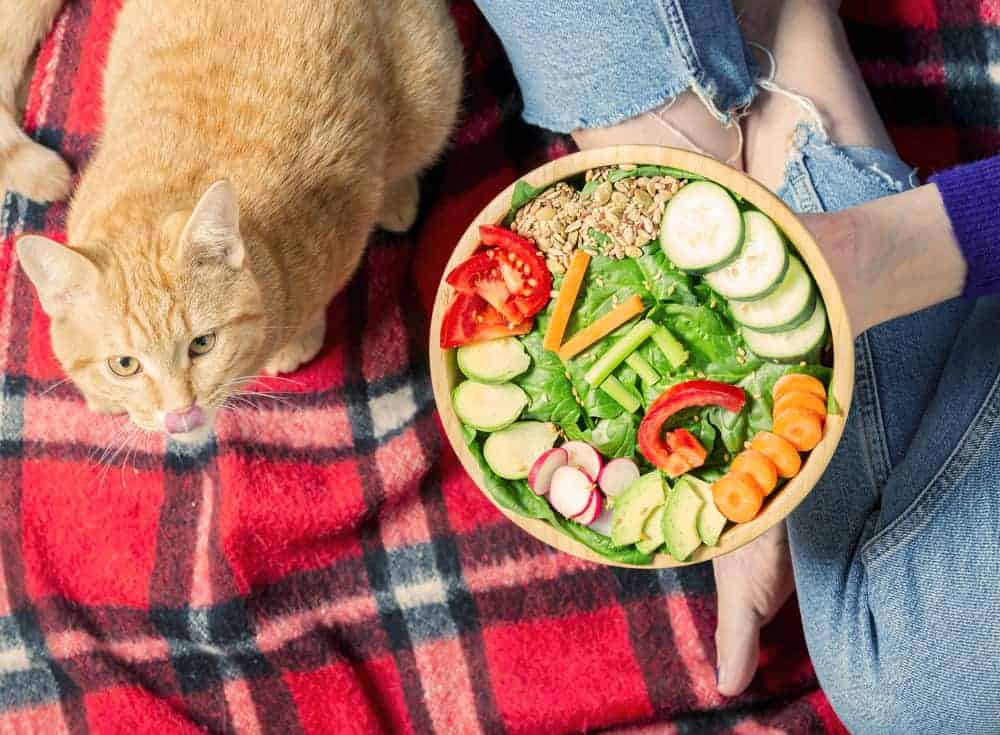 Pawsitively Plant-Powered: Unlocking the Flavorful World of Vegan Cat Food! 8