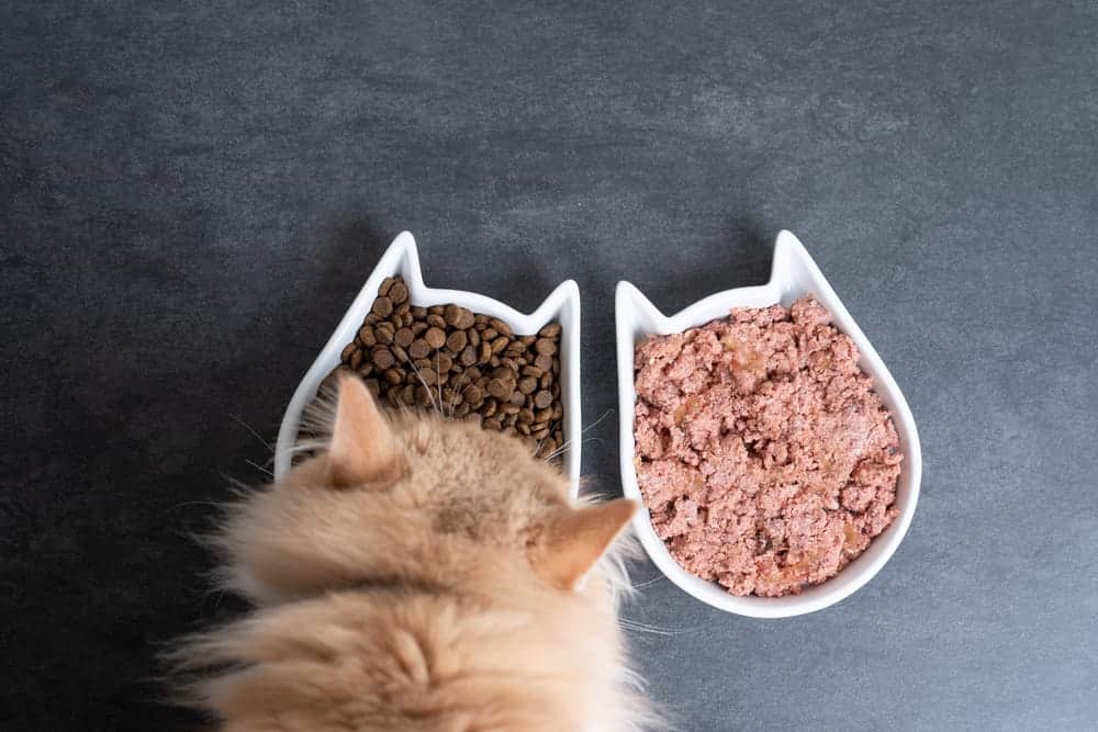 Can Humans Eat Cat Food