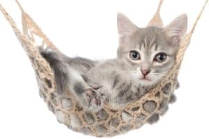 Hanging Cat Bed