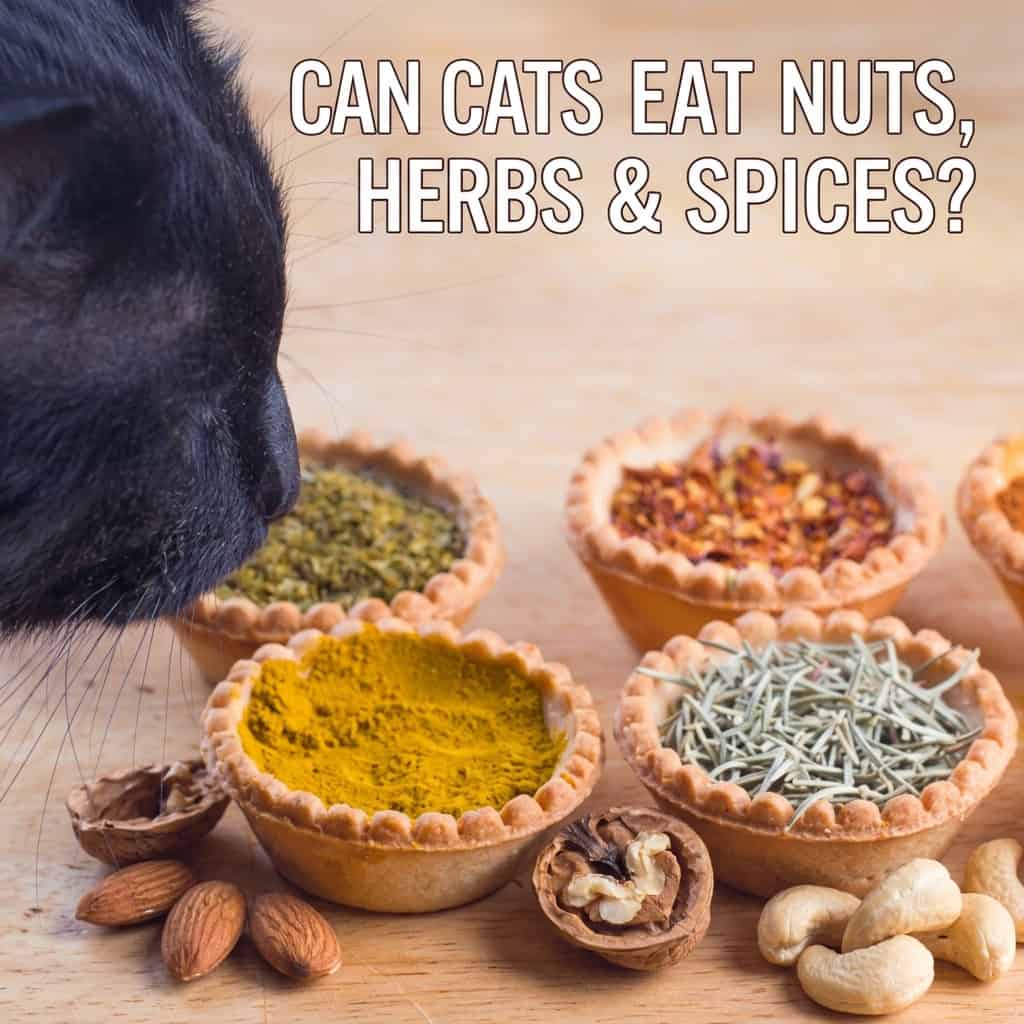 Can Cats Eat Nuts, Herbs & Spices