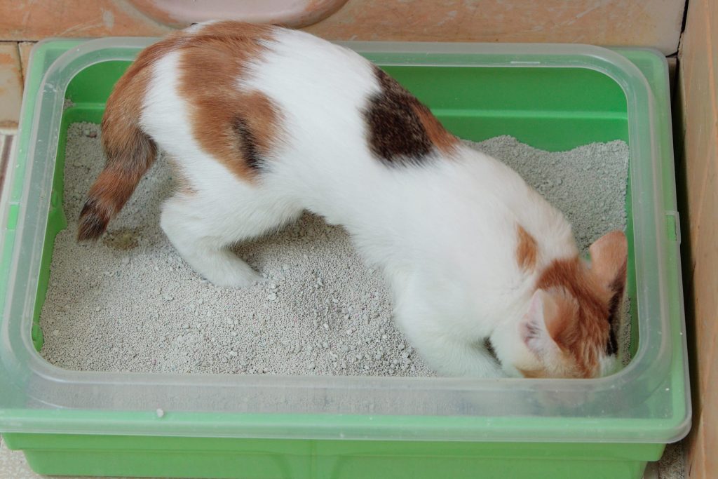 Cat Litter How to Choose the Right One for Your Feline Friend
