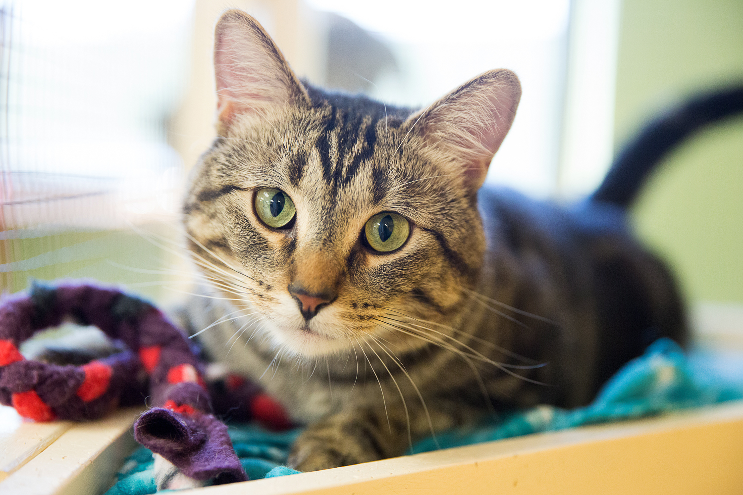 Feline Rescue, Inc. Feline Rescue, Inc. is a Minnesota based nokill