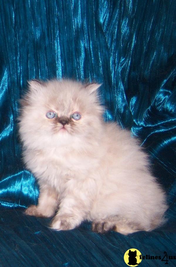 Himalayan Kitten for Sale Blue Cream Point Himalayan Kittens 10 Yrs old