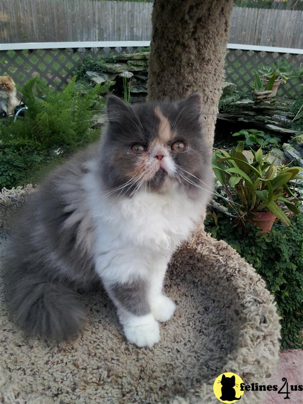 Persian Kitten for Sale Dilute Calico Female 6 Yrs and 3 Mths old