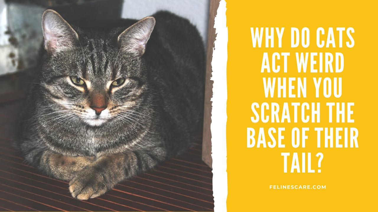 Why Do Cats Act Weird When You Scratch The Base Of Their Tail?