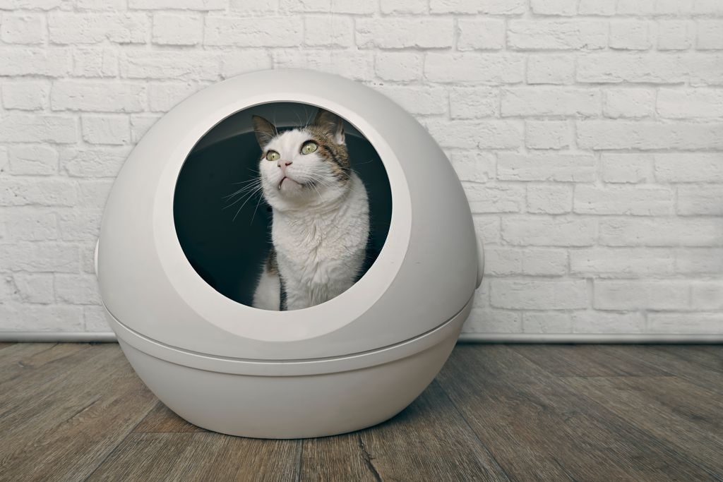 Cat Litter Boxes A Detailed Guide For You!!