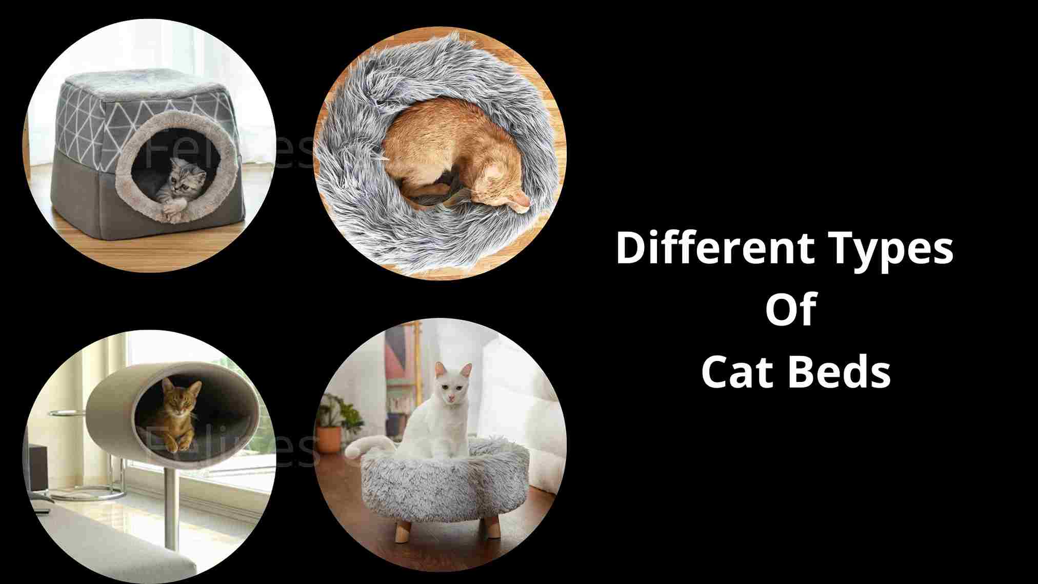 Different Types Of Cat Beds How To Pick Beds For Cats?