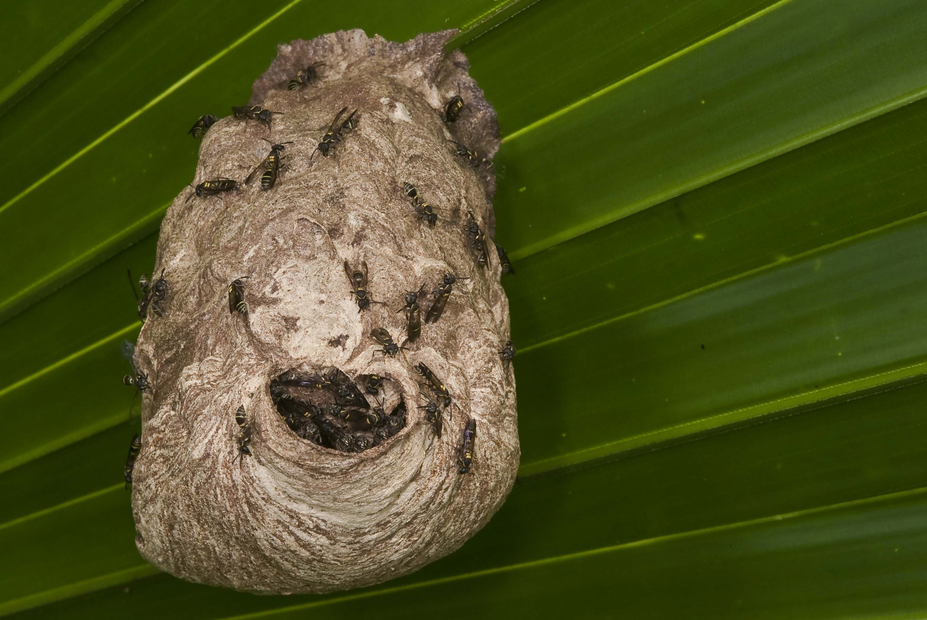 Paper Wasp Nest Identification