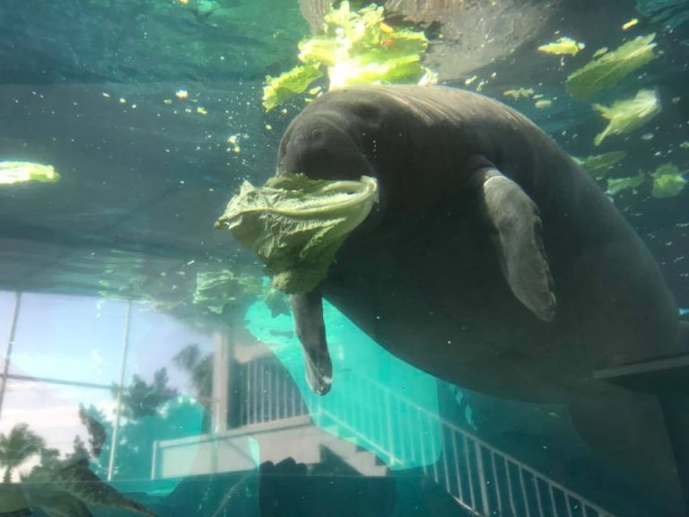 Mote Marine Laboratory & Aquarium Promo Code at Bettye Tibbetts blog