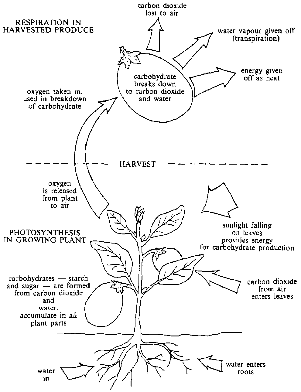 Oxygen in Post Harvest Monitoring & Control Felix Instruments