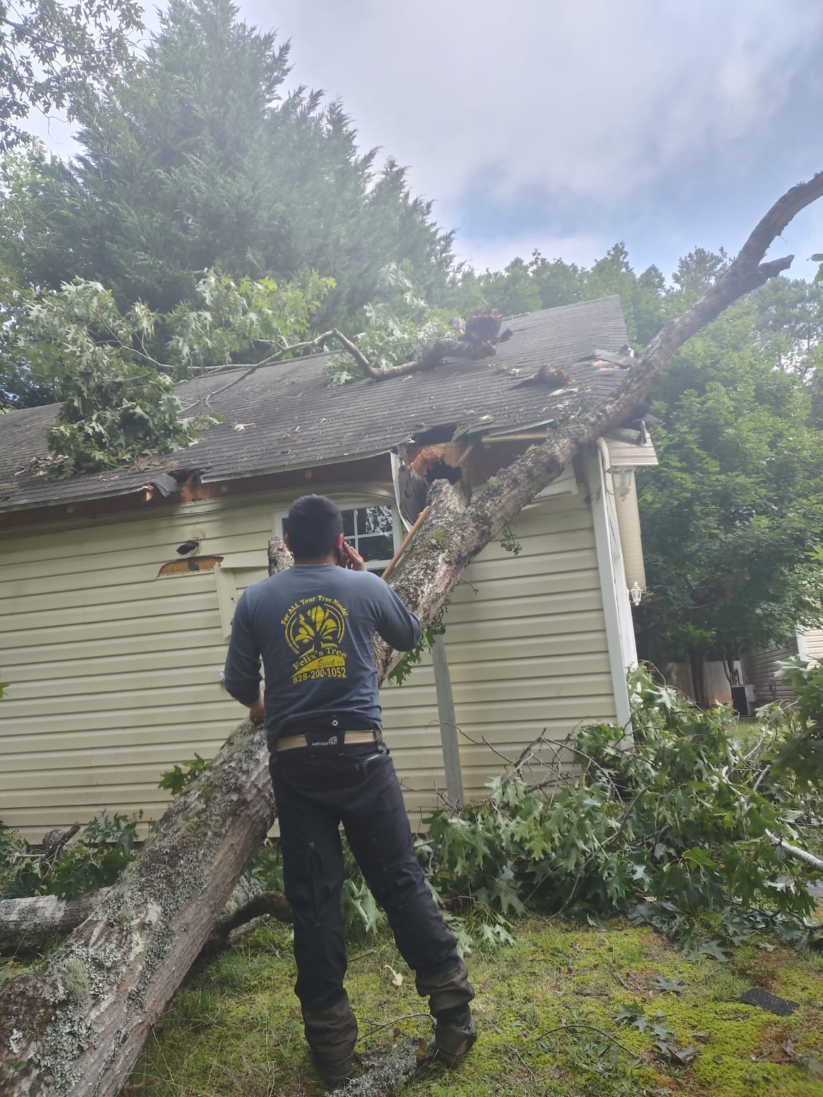 Gallery Felix Tree Service Franklin NC