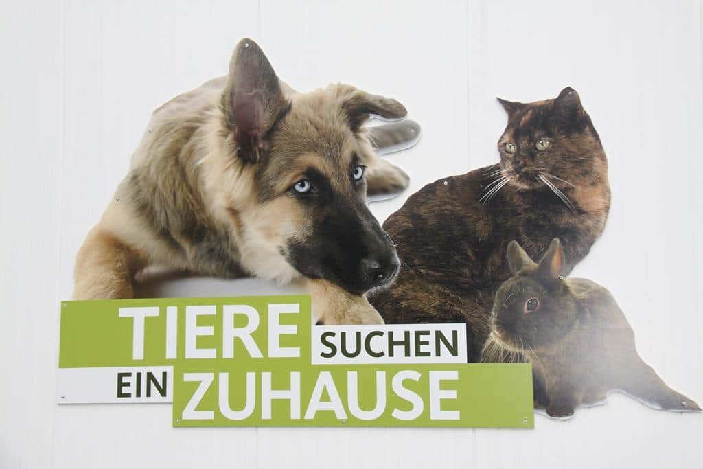 Besuch beim WDR "Tiere suchen ein Zuhause" Hundevermittlung