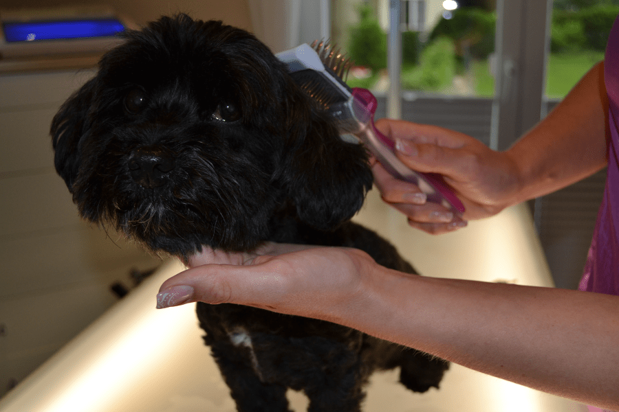 Fell in Form Ihr Hundefriseur in Ritterhude