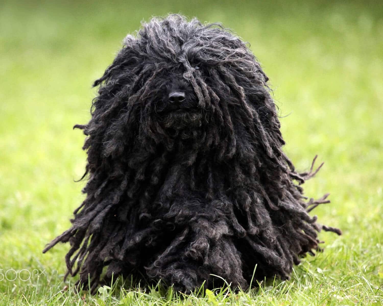 How Do You Care For A Puli Dog