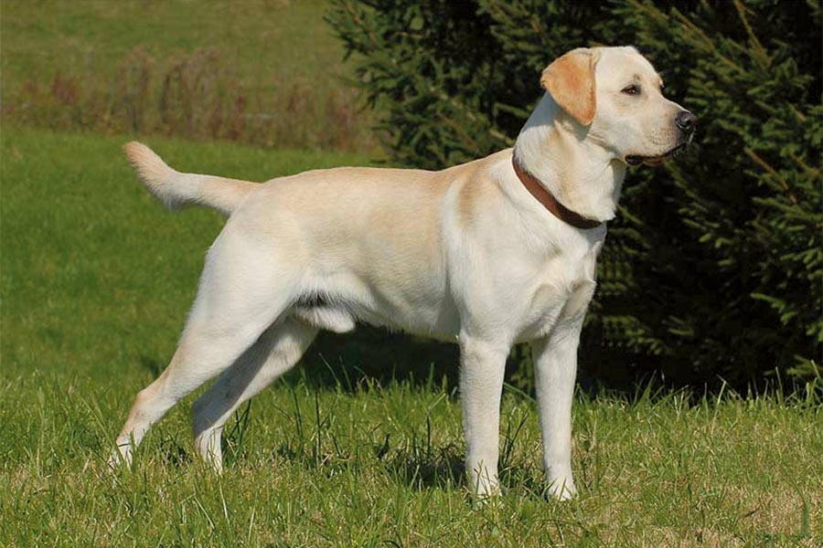 Labrador Retriever Dog Breed Information, Photo, Care, History