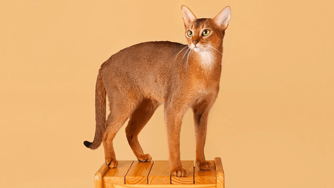 Abyssinian Сat Breed Information, Photo, Care, History Fello.pet