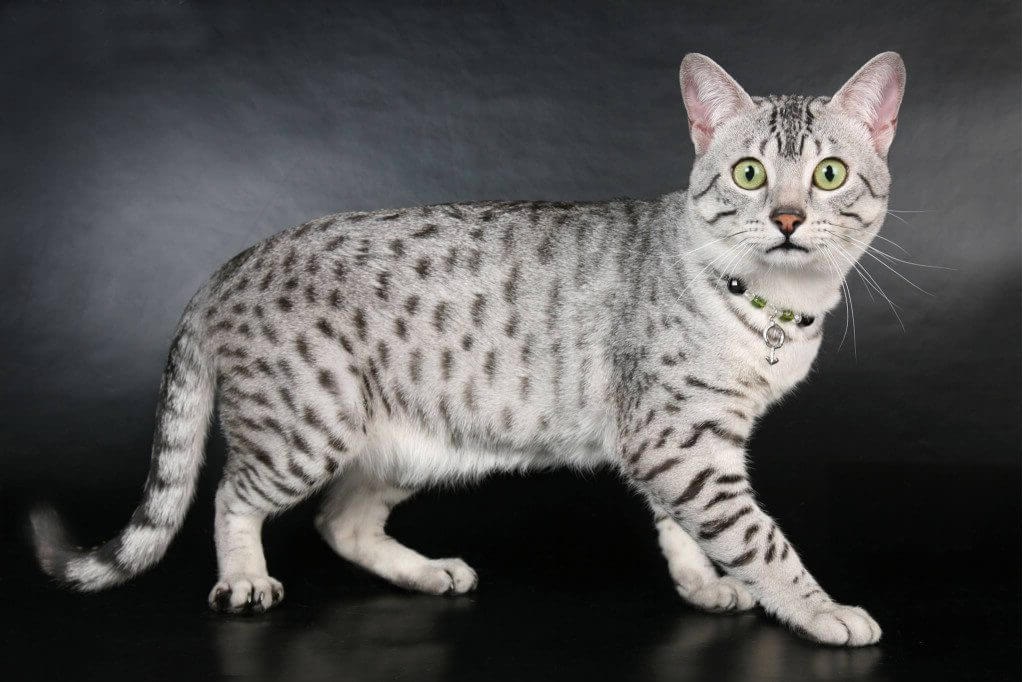 Arabian Mau Сat Breed Information, Photo, Care, History Fello.pet