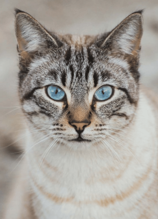 🐱 Ojos Azules Información De Raza De Gato, Foto, Cuidado, Historia