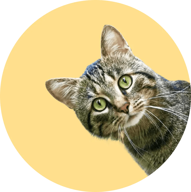 🐩 List Of All Cat Breeds All Types Of Cats Fello.pet