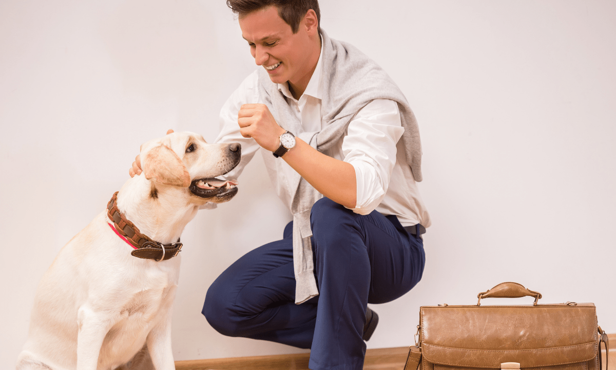 Jung, berufstätig, Single mit Hund sucht... Fellsicherung