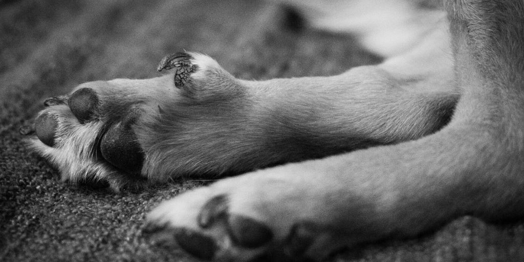Krallen schneiden beim Hund Gründe, Zeitpunkt & Technik