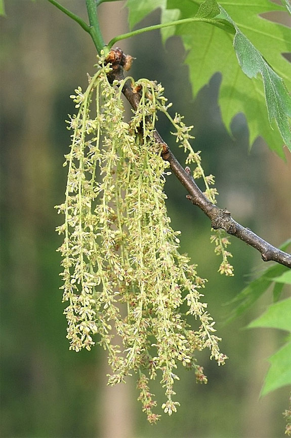 Red Oak Tree Flowers