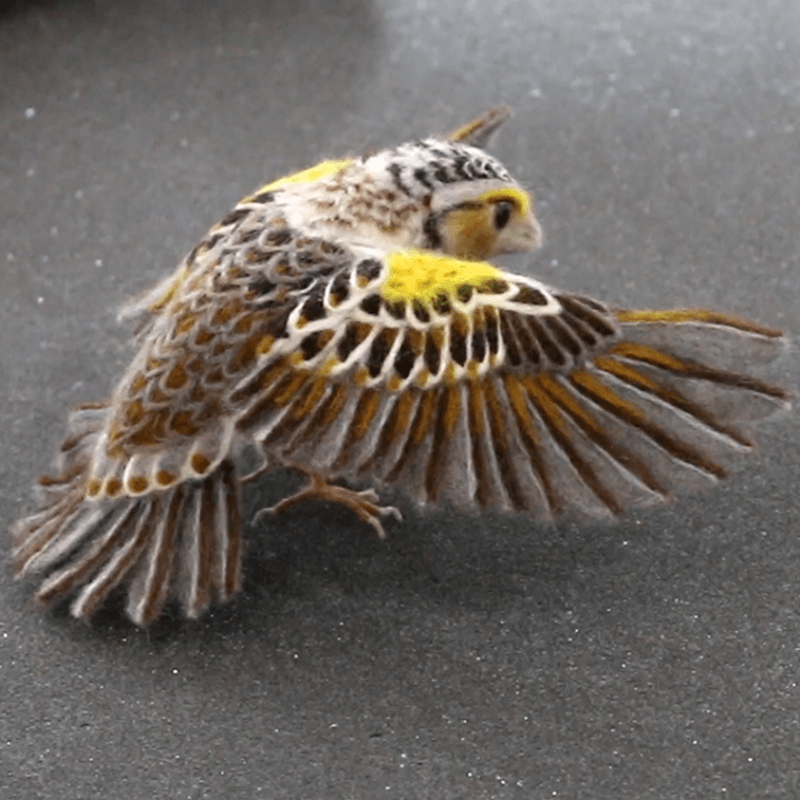 Needle Felting an Open Winged Bird Felting Tutorials