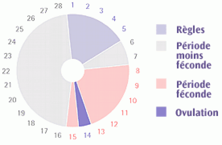 Bien connaitre son Cycle Menstruel Femastuces