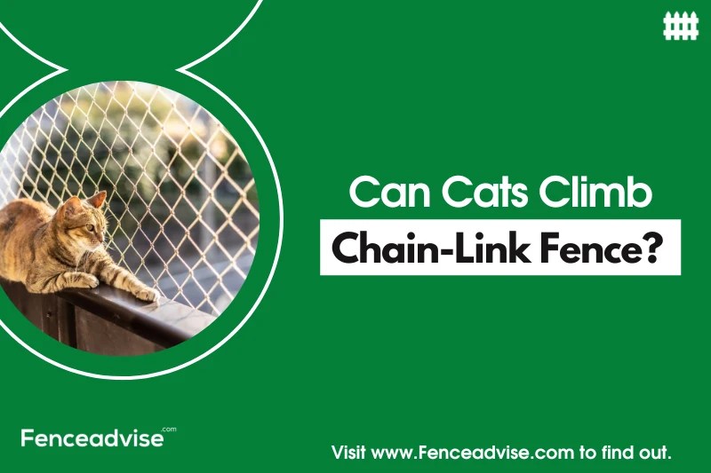 Can Cats Climb ChainLink Fence? (Explained)