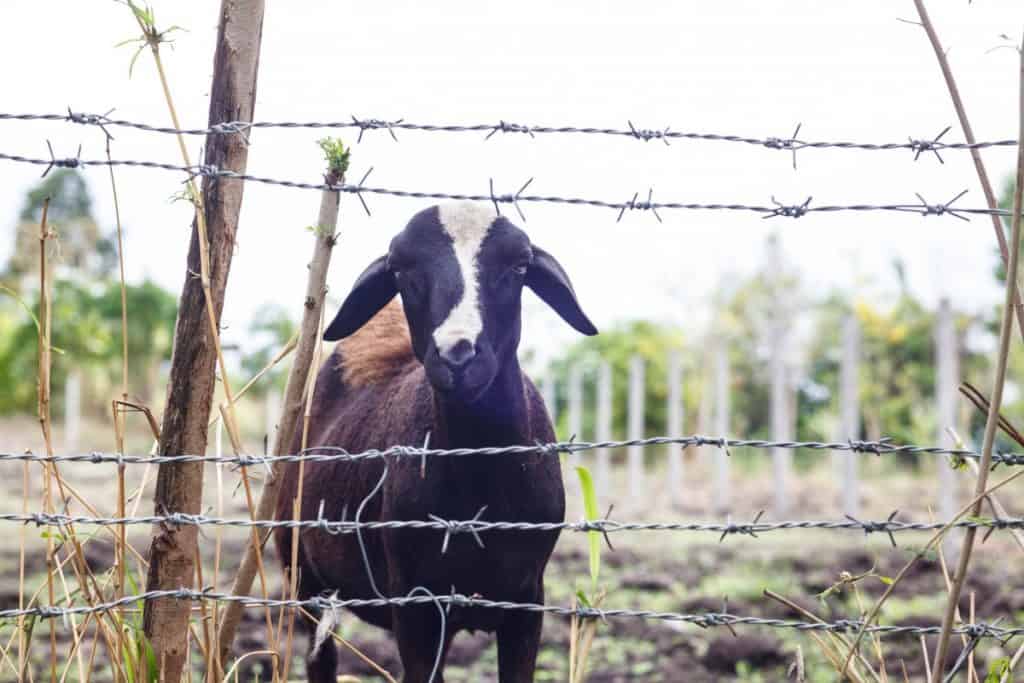 Can You Use a Barbed Wire Fence for Goats? Pros and Cons Fence Frenzy