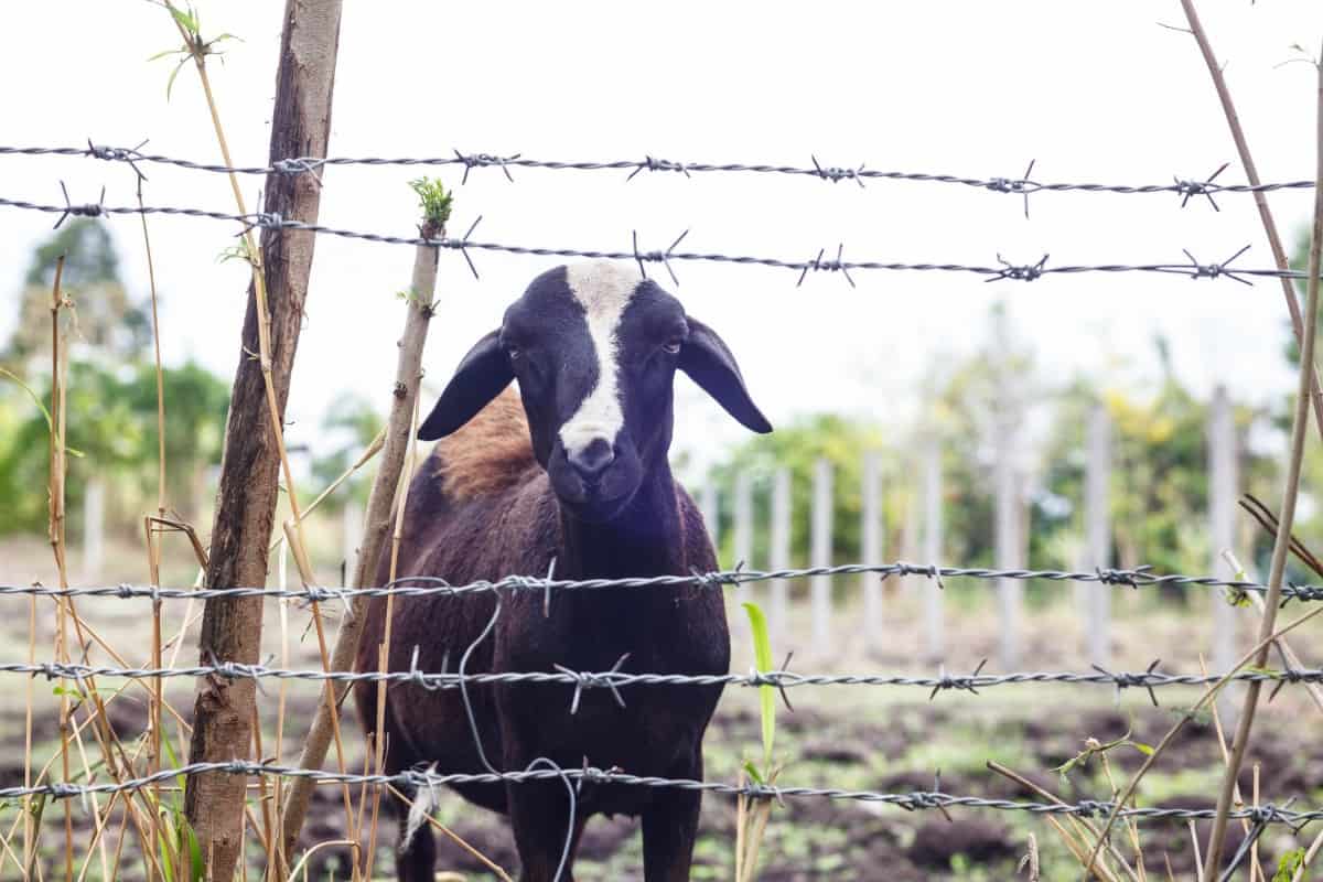 Can You Use a Barbed Wire Fence for Goats? Pros and Cons Fence Frenzy