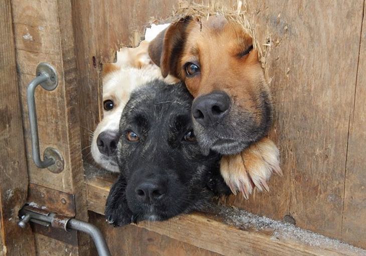 Small Dog Fence 7 Factors to Consider Before Installing
