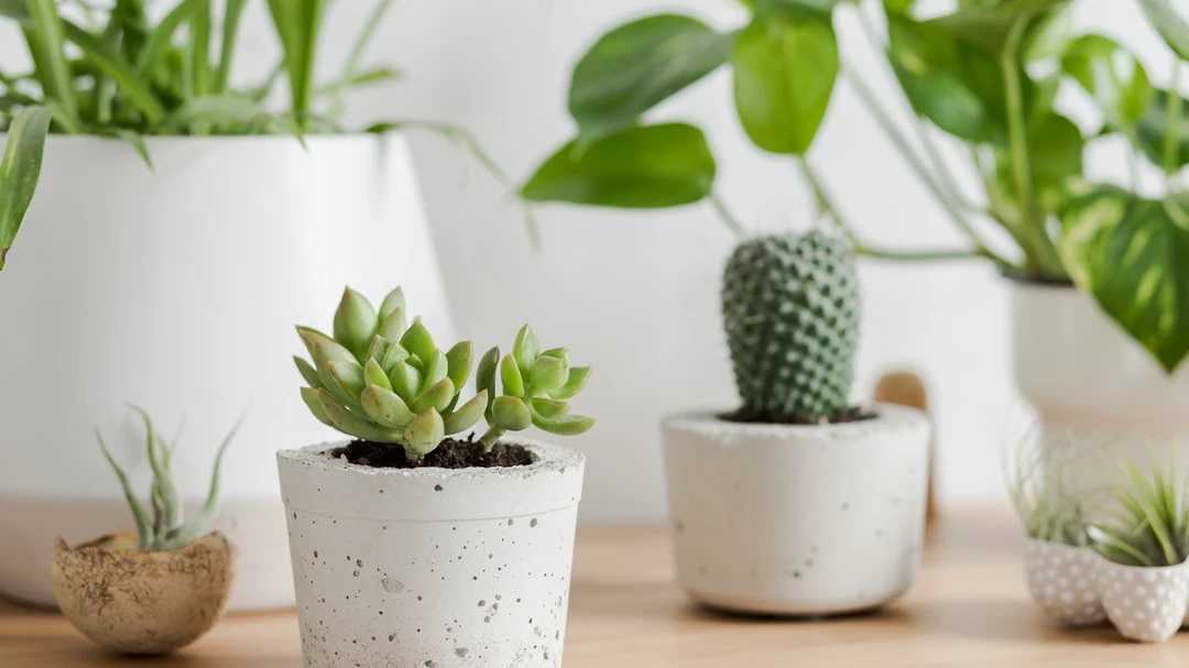 Choose Your Options for the best Cactus Fend Home
