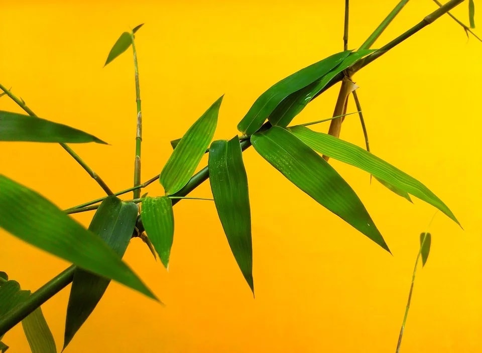 Why Bamboo Plant Turning Yellow? (2024 Care Guide)