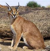 Predators - Fennec Fox