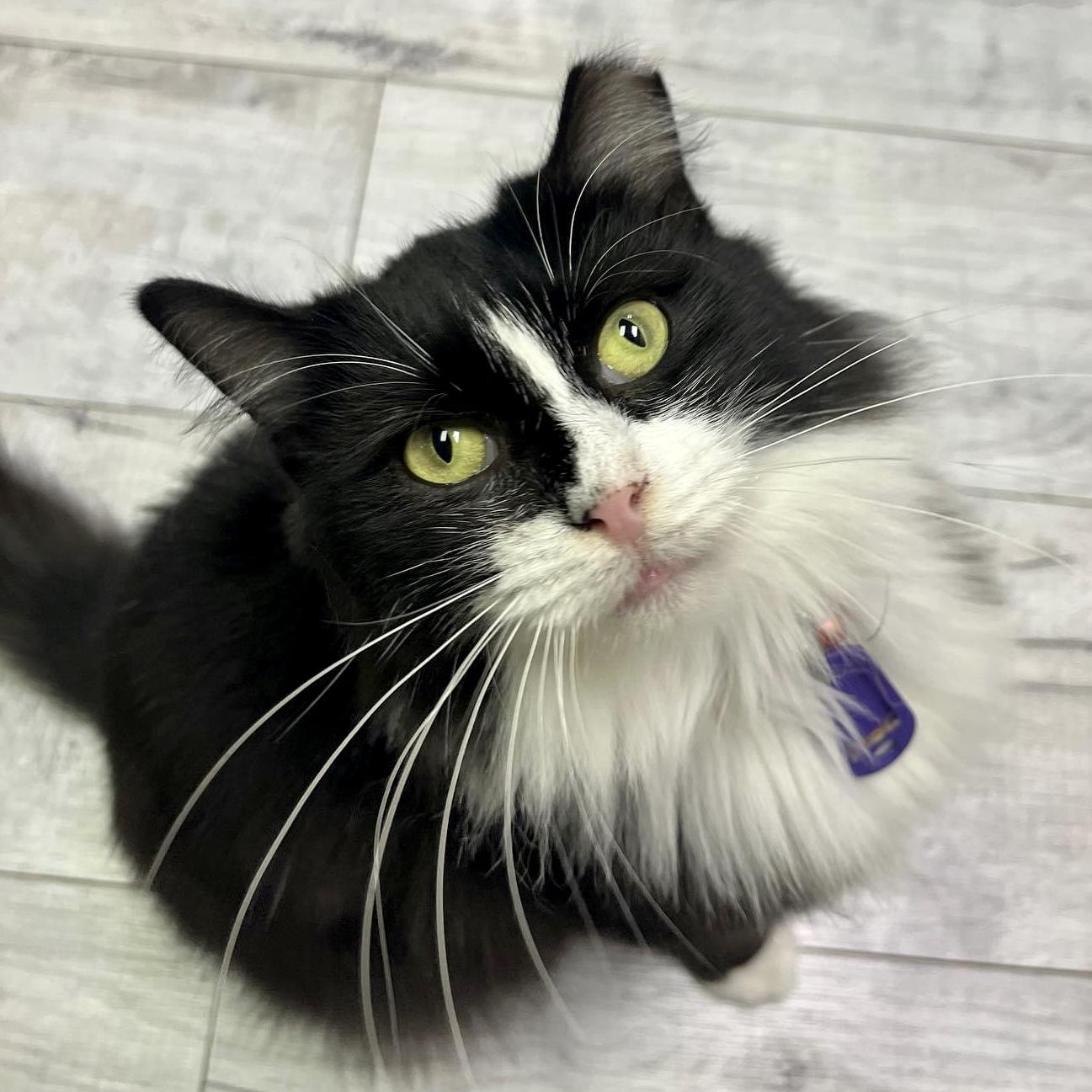Charisma Feral Feline Friends of East Tennessee
