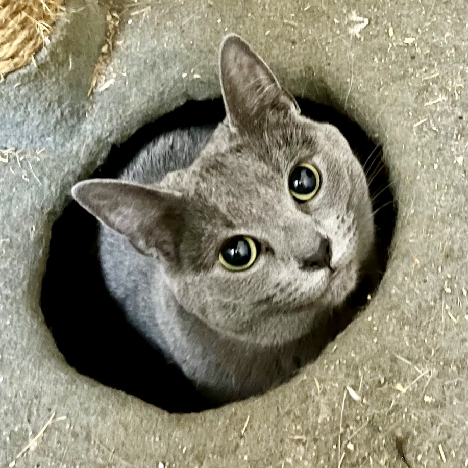 Maxi Feral Feline Friends of East Tennessee