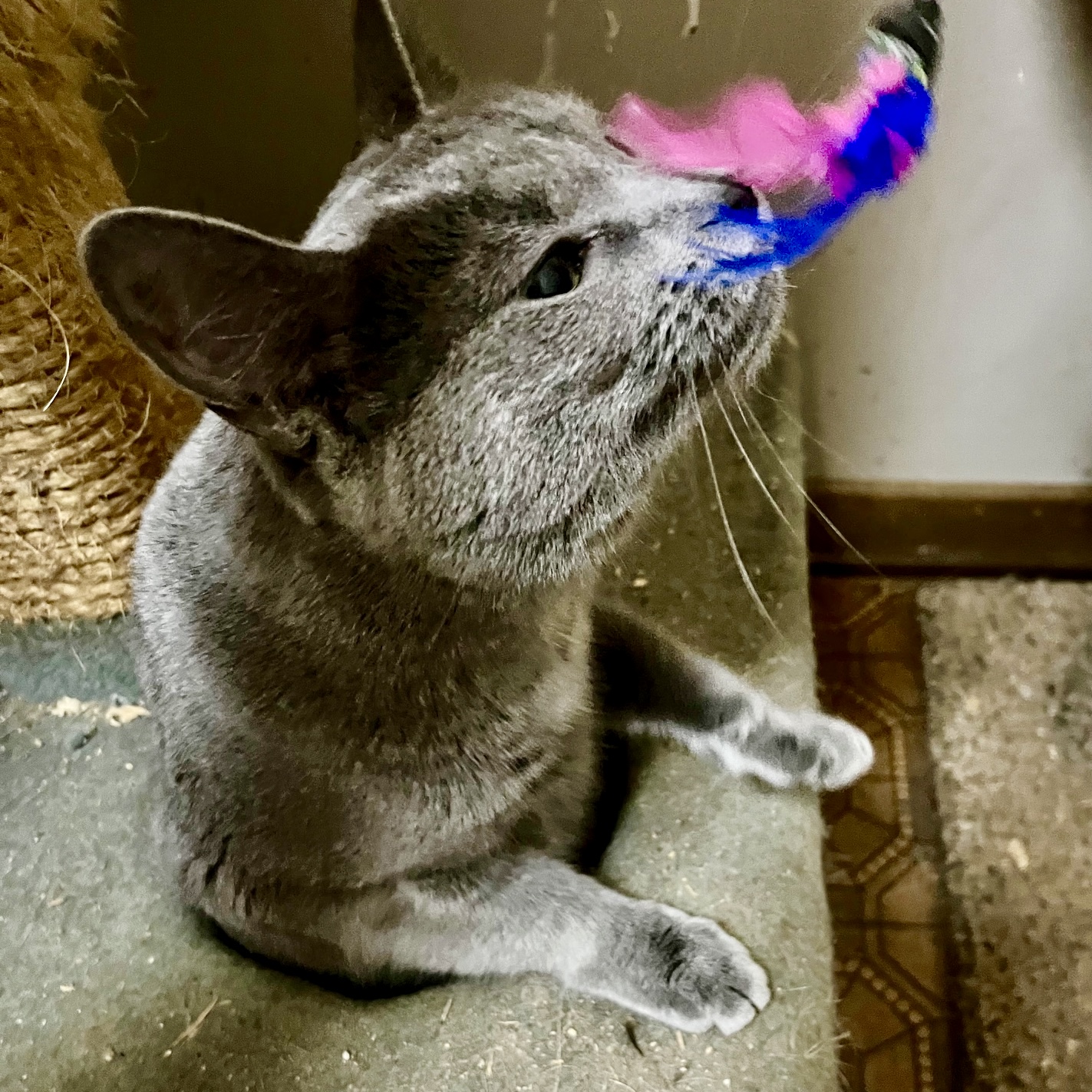 Maxi Feral Feline Friends of East Tennessee