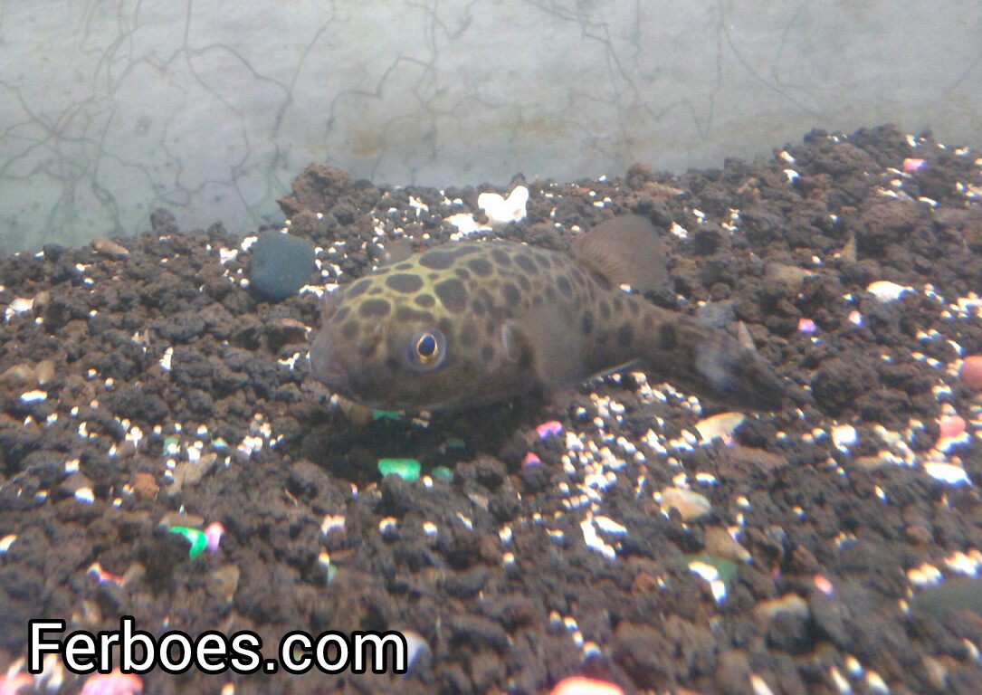 Cara Agar Ikan Peacock Bass Cepat Besar Dengan Tepat