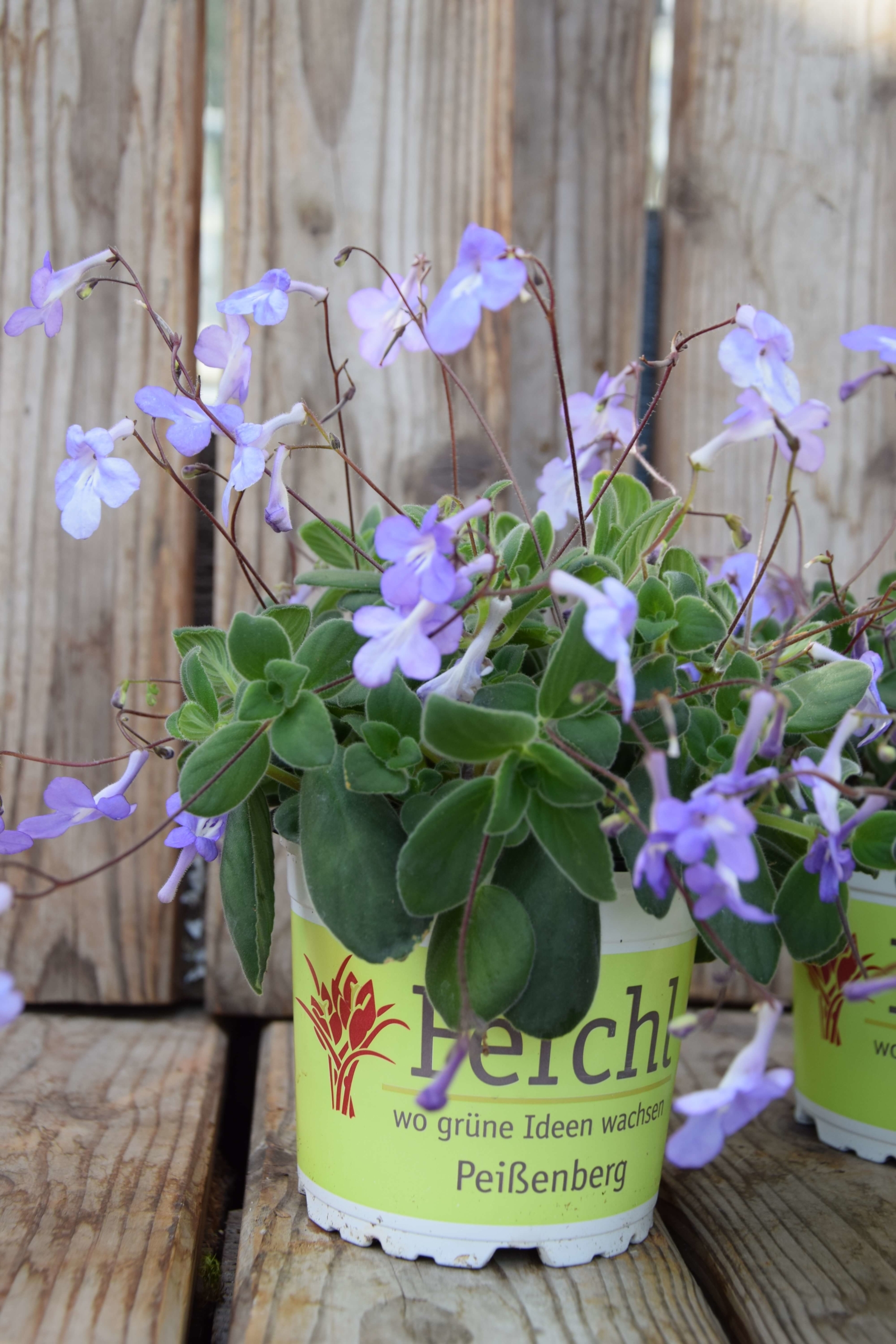 Blauer Paul Streptocarpus (Eigenproduktion) Ferchl · Gärtnerei und