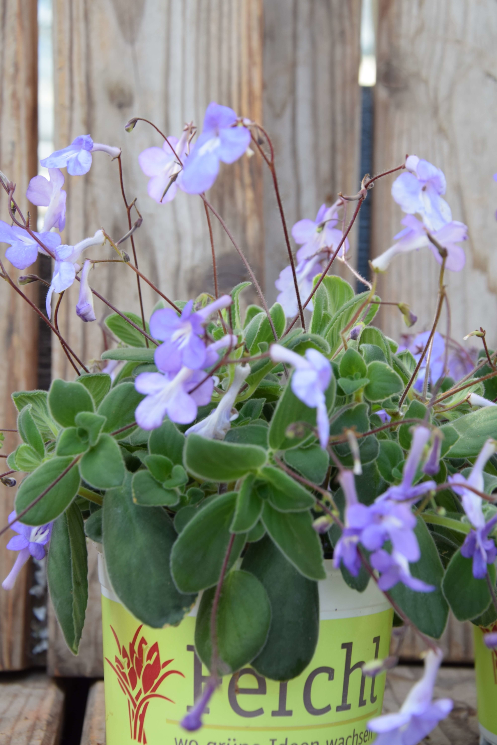 Blauer Paul Streptocarpus (Eigenproduktion) Ferchl · Gärtnerei und