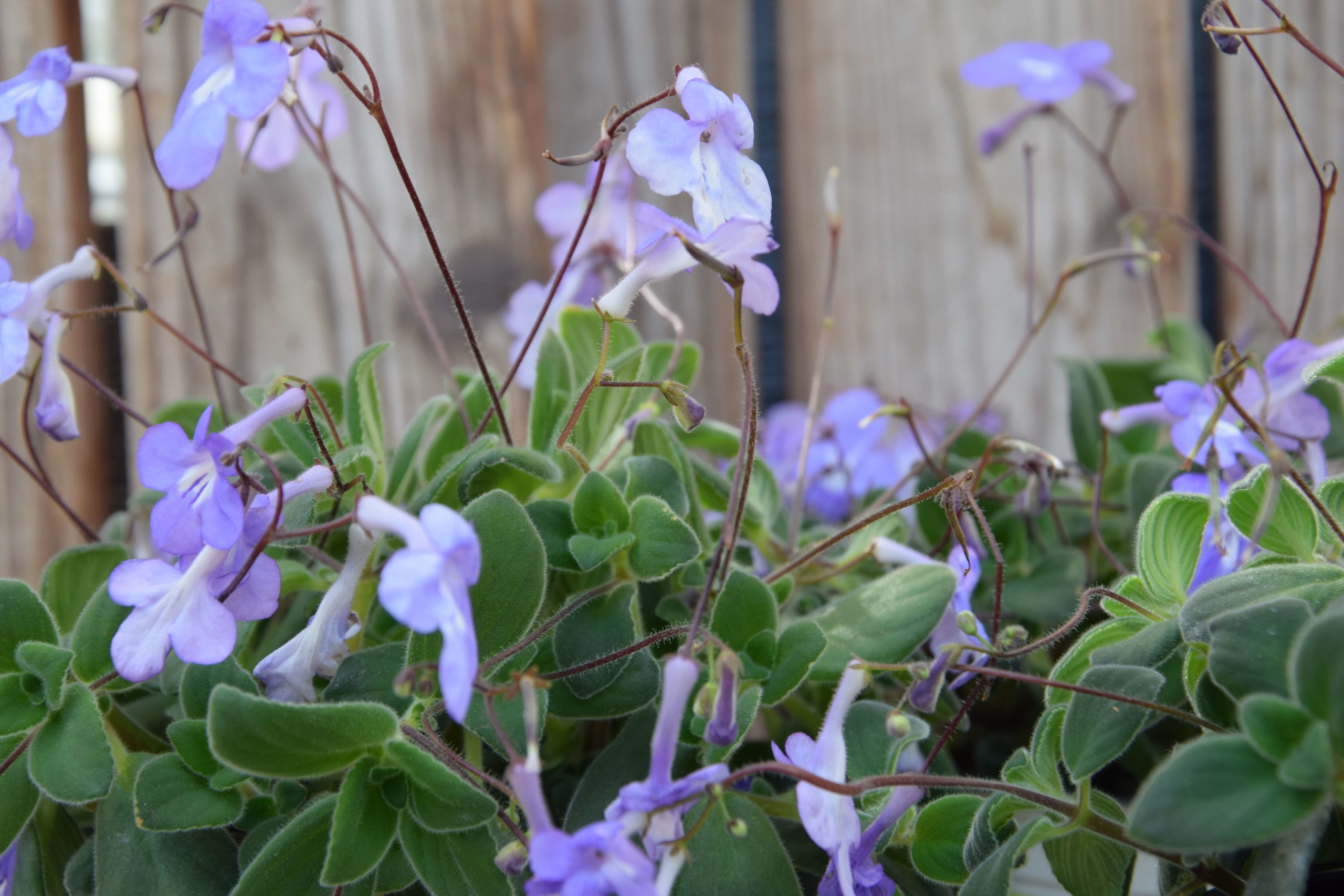 Blauer Paul Streptocarpus (Eigenproduktion) Ferchl · Gärtnerei und