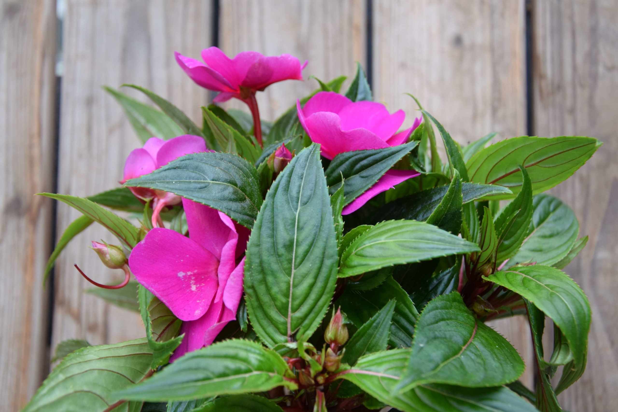 Impatiens Neuguinea Ferchl · Gärtnerei und Floristik