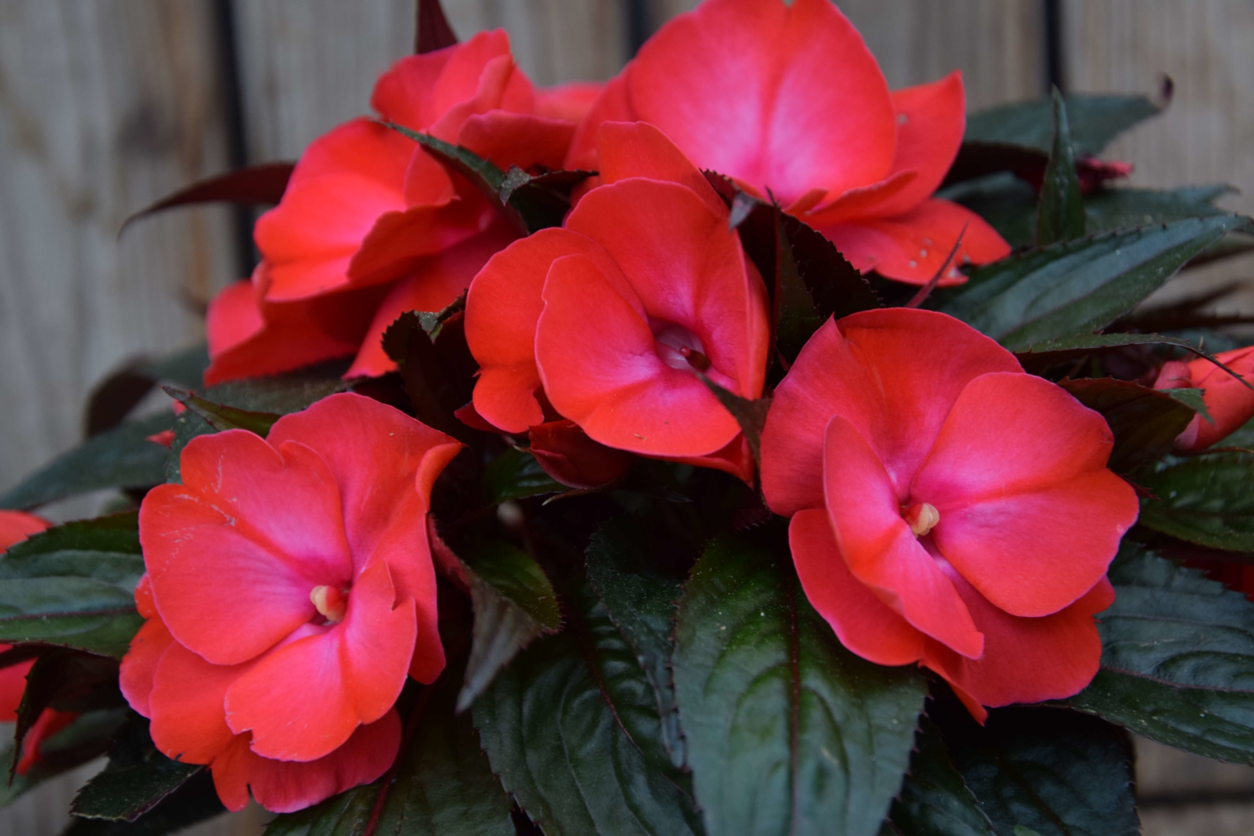 Impatiens Neuguinea Ferchl · Gärtnerei und Floristik
